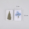 image:image2PCS Real Presssd Flower Magnets  Forgetmenot and Ferns Handmade Items  Boho Botanical Decor  Refrigerator Magnet Fridge Sticker for Kitchen Office Whiteboard and locker